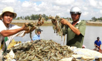 Trung Quốc ngừng thu mua, tôm hẹp đường xuất khẩu