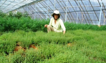 Chán bất động sản, đại gia trồng rau thơm Tây kiếm bạc tỷ