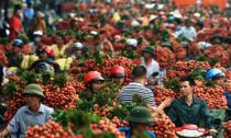 Thứ trưởng Công Thương kêu gọi người dân ăn vải
