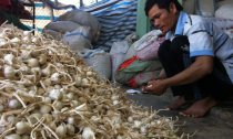 Vua tỏi Lý Sơn và ước mơ ‘siêu phẩm’ 5 triệu/kg