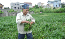 Kiếm tiền triệu từ rau muống 2.500 đồng một mớ