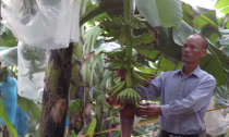 Trồng chuối sạch thành tỉ phú