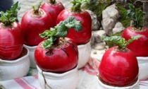 200.000 đồng/củ cải đỏ '2 trong 1' chưng Tết