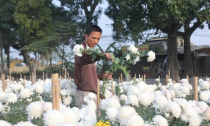 Hoa cúc bị nhổ bỏ hàng loạt vì ế ẩm