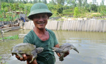 Nuôi ba ba trên đất rừng thu hàng trăm triệu đồng mỗi năm