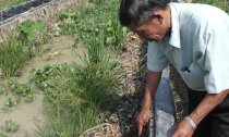 Sản xuất lươn giống thu bạc tỉ