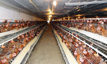 Doanh nghiệp chăn nuôi chọn miếng bánh nhỏ trong TPP