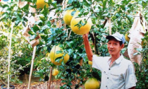 Nhà vườn trúng đậm Bưởi Thúng giá “khủng”