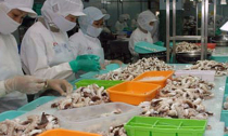 Lại thêm lô hàng thủy sản xuất khẩu bị EU cảnh báo