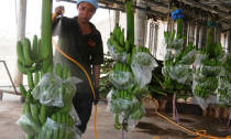 “Vua chuối” Võ Quan Huy