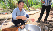 Nuôi xen tôm càng xanh trong vườn dừa