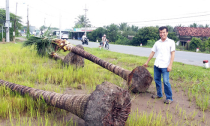 Chuyện lạ ở Tiền Giang: Thương lái mua dừa bứng nguyên cả gốc