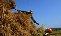 Chuyện lạ ở Quảng Ngãi: Sốt giá rơm khô
