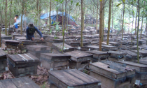 Thu hàng tỷ đồng mỗi năm từ ong