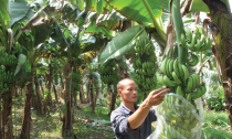 Trồng chuối thu tiền tỉ mỗi năm