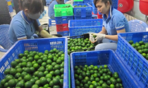 Kiếm tiền nhờ xuất khẩu chanh tươi