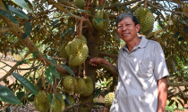 Ông trùm sầu riêng lãi bạc tỷ mỗi năm