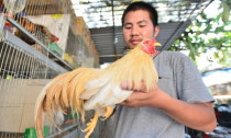 Bỏ làm sếp về nhà nuôi gà cảnh