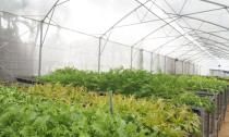 Trang trại rau sạch mini tiền tỷ giữa Sài Gòn