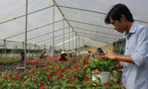 8x trồng hoa treo, thu lãi 1,5 tỷ đồng/năm