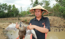 Thu nhập tiền tỷ từ mô hình nuôi vịt trời bán hoang dã