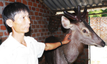 'Vua rừng' nuôi hươu, nai