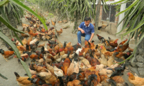 Lên núi lập trang trại gà Lạc Thủy