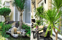 Ý nghĩa cây Phát Tài Núi trong phong thủy