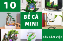 10 mẫu bể cá mini để bàn làm việc hợp phong thủy