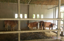 Chi tiết từng hạng mục chuồng bò 236 triệu ở Nghệ An