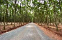 Lùm xùm chuyện con đường 'mặc kệ' hàng trăm nhà dân, đi thẳng vào rừng cao su