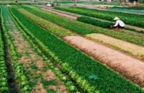 Thủ tục, chi phí cấp sổ đỏ cho đất nông nghiệp