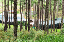 Ngang nhiên mở đường, dựng cả chục ngôi nhà trong rừng thông Đà Lạt