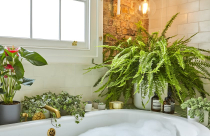 Trang trí nội ngoại thất với cây dương xỉ