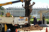 TP.HCM hướng dẫn phương án xử lý cây xanh ở các công trình