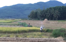 Không trực tiếp sản xuất nông nghiệp, có được nhận tặng cho đất trồng lúa?