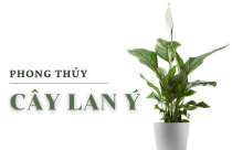 Cây lan ý hút bức xạ, khử khuẩn cho nhà ở