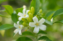 Ý nghĩa cây nguyệt quế trong phong thủy