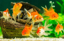 Hướng đặt bể cá cho người mệnh Mộc theo phong thủy