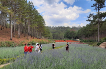 Lâm Đồng kiểm tra 33 dự án du lịch canh nông trong tháng 10