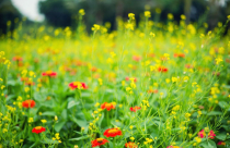 Ngắm “thiên đường” hoa suốt 4 mùa khoe sắc tại Ecopark