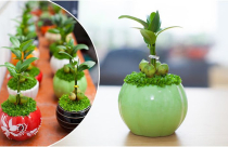 Ý nghĩa phong thủy cây tài lộc