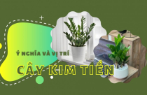 Ý nghĩa và vị trí đặt cây kim tiền trong phong thủy