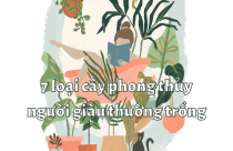 7 loại cây phong thủy người giàu thường trồng