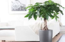 Điều ít biết về cây Kim Ngân