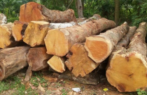 Ứng dụng của gỗ mít trong đời sống