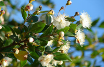 Cây hương đào trong phong thủy có ý nghĩa gì?