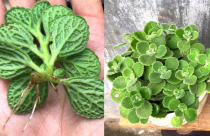 Ý nghĩa phong thủy của cây nhất mạt hương