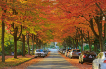 Ý nghĩa phong thủy cây phong lá đỏ