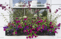 Ý nghĩa hoa triệu chuông trong phong thủy